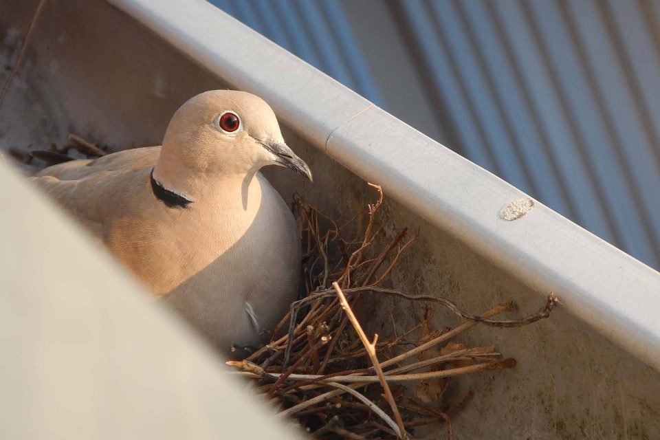 Pale tan pigeon sitting on a nest inside a gutter on a house